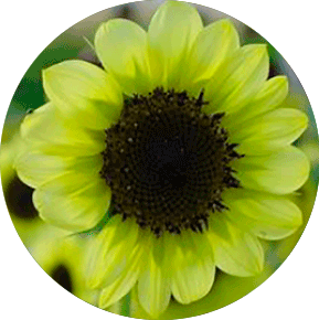 Green Sunflower