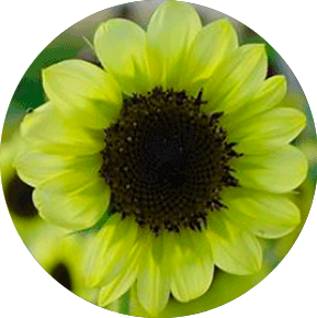 Green Sunflower