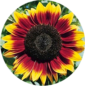 Mahogany Sunflower