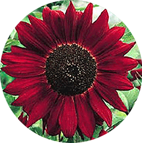 Moulin Rouge Sunflower