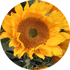 Orange Sunbeam Sunflower