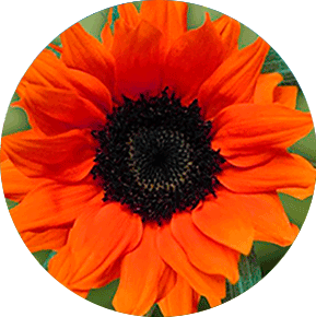 Orange sunflower on sale