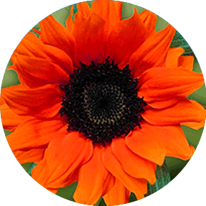 Orange Sunflower