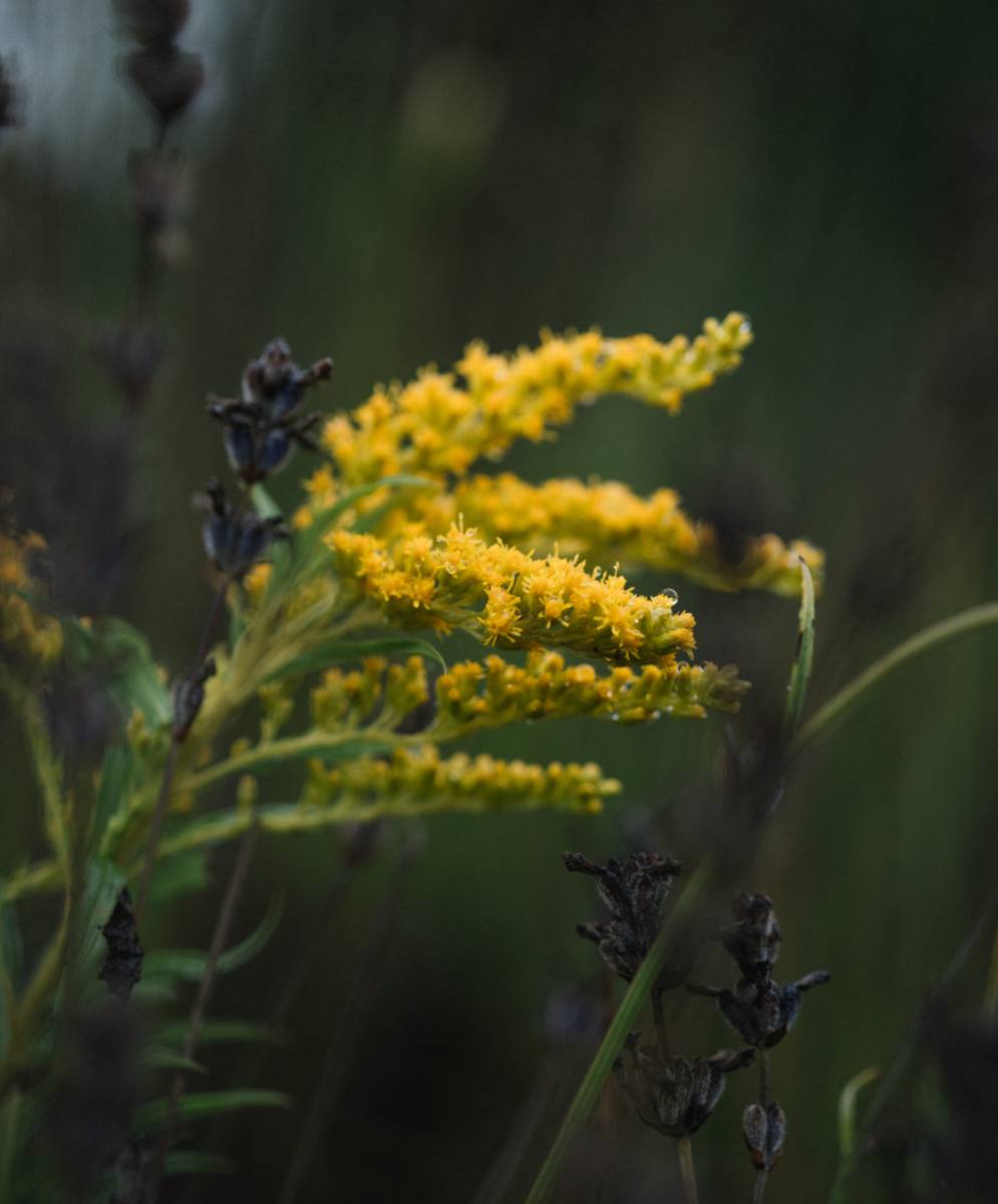 flowering weeds with goldenrod