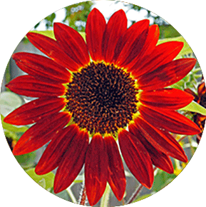 Red Sunbeam Sunflower