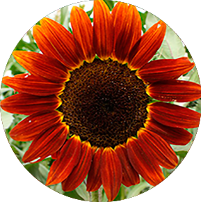 Red Sunflower Sunflower