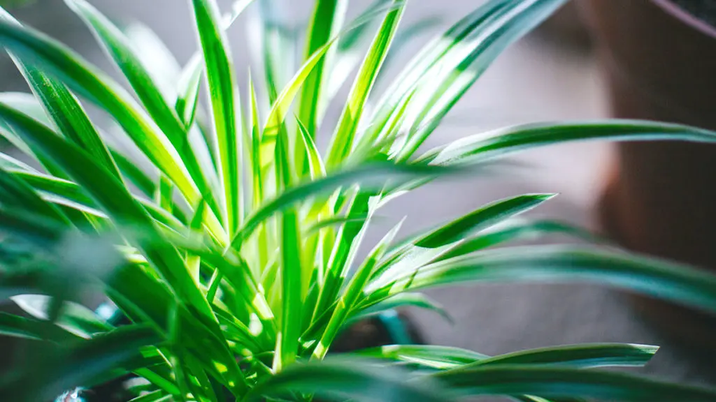 Keep the Memory of Your Family Reunion Alive With This DIY Spider Plant Activity