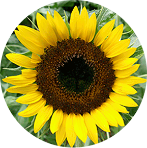 Standard Sunflower