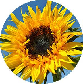 Sun Splash Sunflower