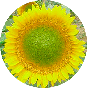 Sunbeam Sunflower