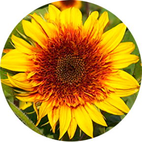 Sundance Kid Sunflower