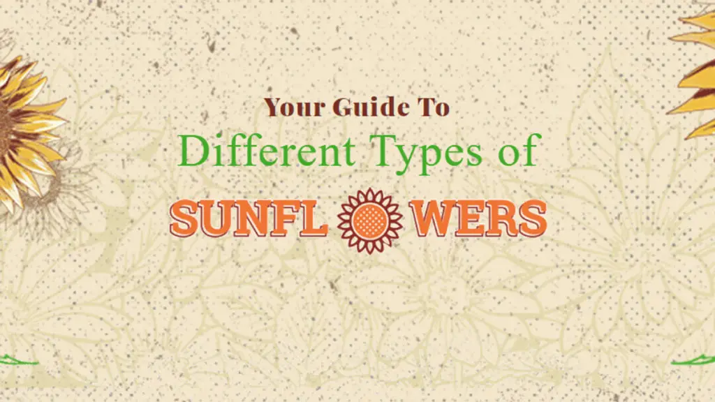 Your Guide To Different Types of Sunflowers