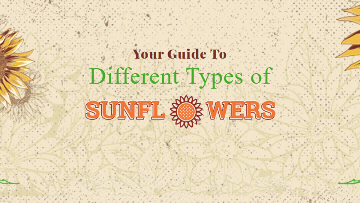 Your Guide To <span>Different Types of <span>Sunflowers</span></span>