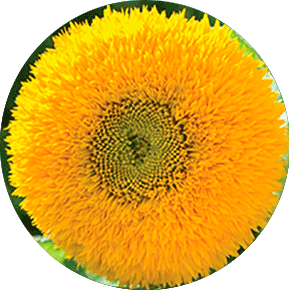 Teddy Bear Sunflower