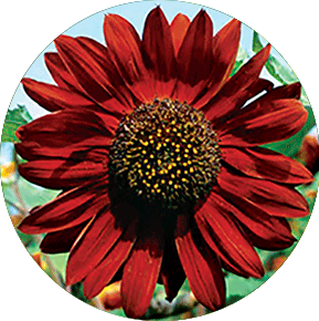 Velvet Queen Sunflower