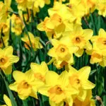 friendship flowers with daffodil field in spring