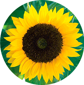 Zohar Sunflower