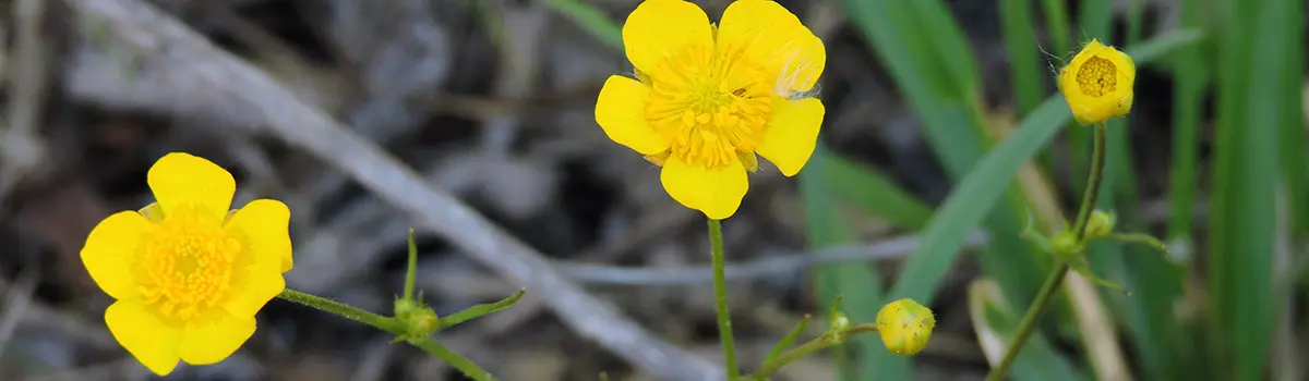 funny flower names with adder's tongue spearwort