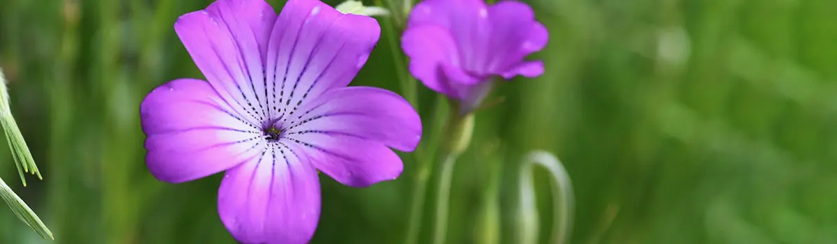 funny flower names with corn-cockle