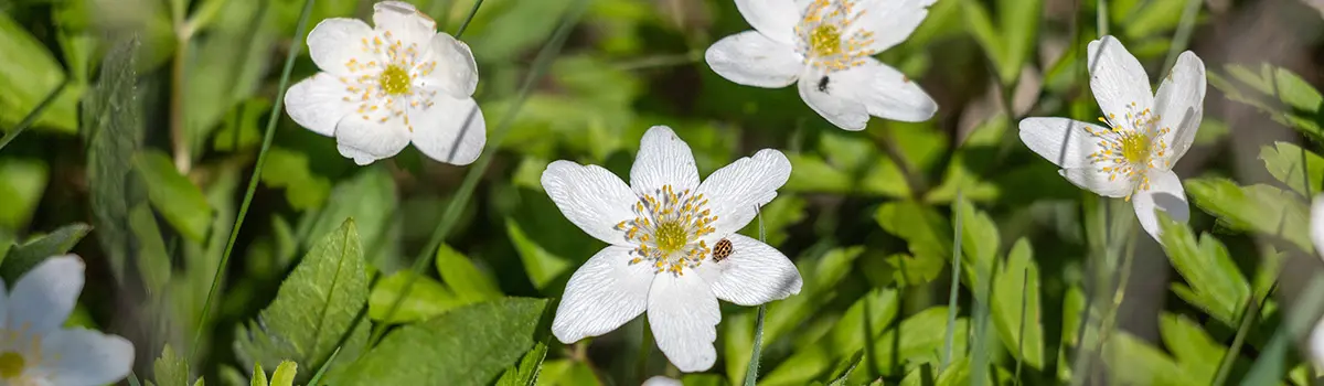 funny flower names with thimbleweed