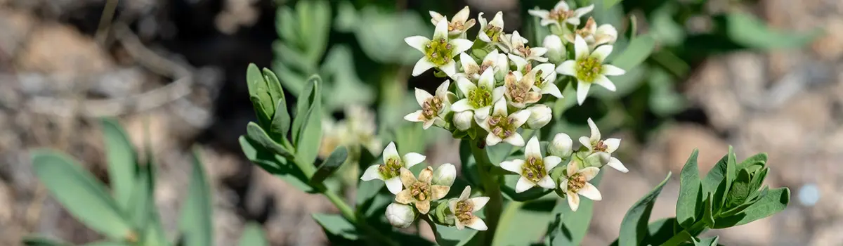 funny flower names with bastard toadflax