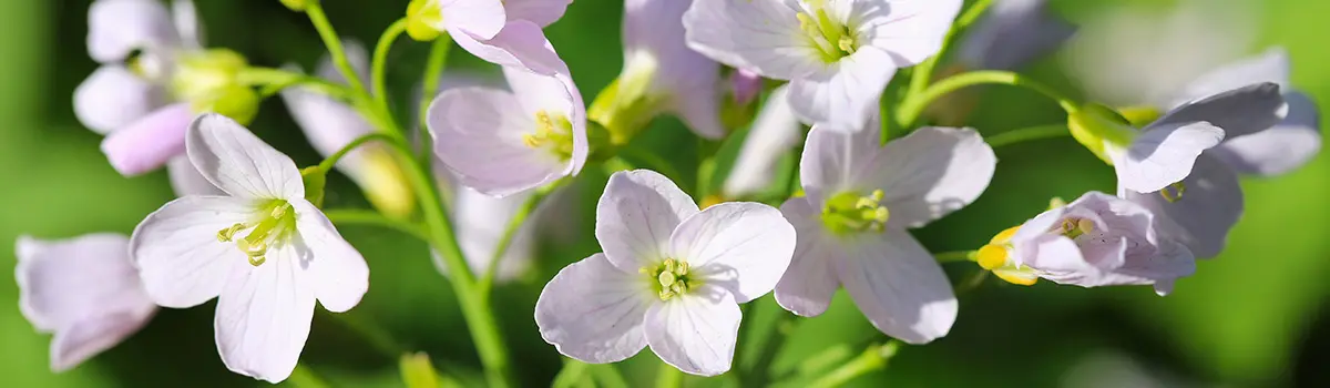 funny flower names with cuckoo flower
