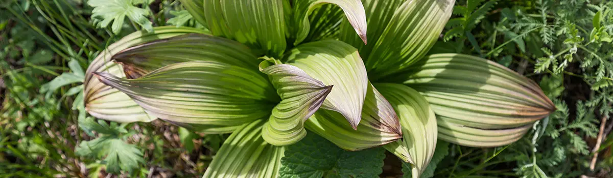funny flower names with false hellebore