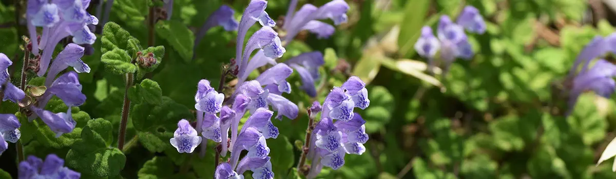 funny flower names with mad dog skullcap
