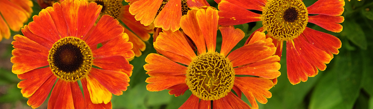 funny flower names with sneezeweed