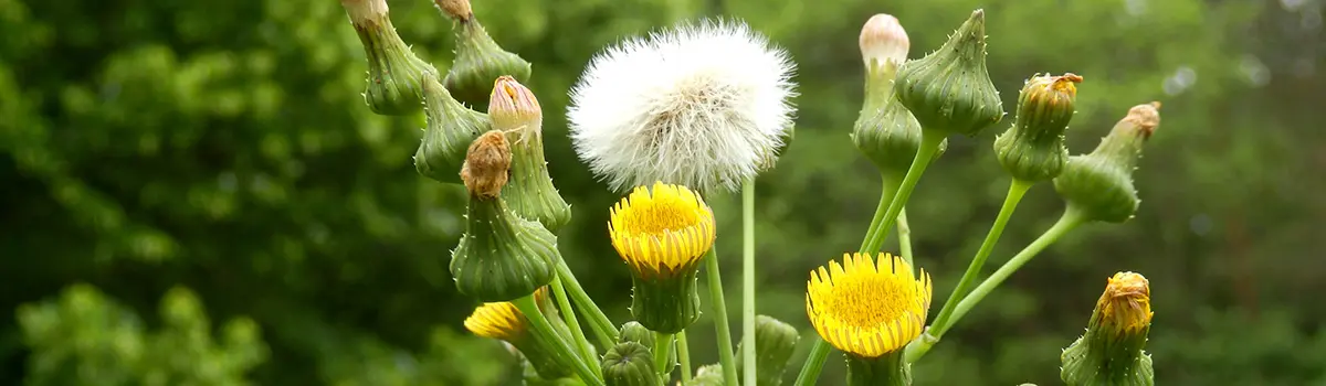 funny flower names with spiny-leaved sow-thistle