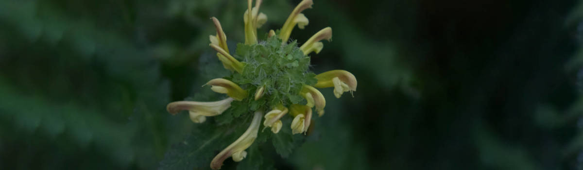 Unusual (and Funny) Flower Names | 1800Flowers Petal Talk