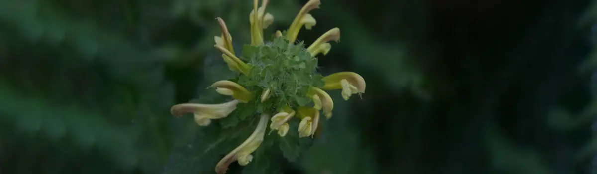 funny flower names with swamp lousewort