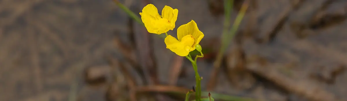 funny flower names with humped bladderwort
