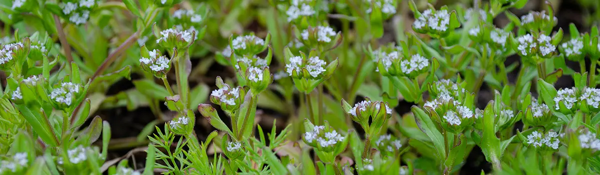 funny flower names with corn-salad