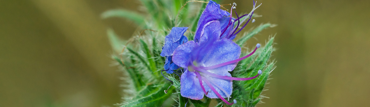 funny flower names with viper's bugloss