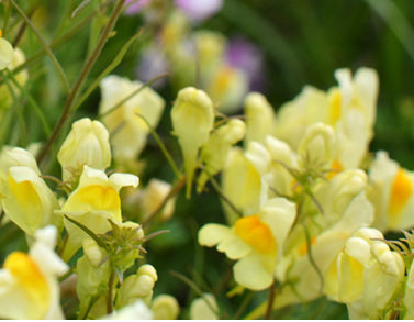 Unusual (and Funny) Flower Names | 1800Flowers Petal Talk
