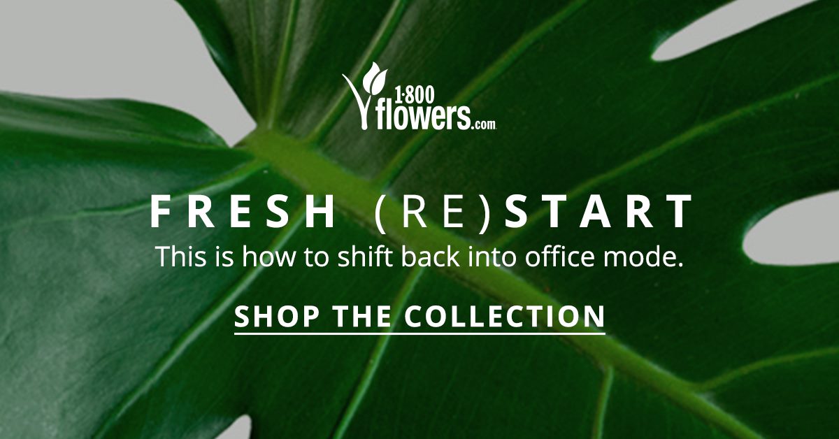 fresh restart office plant collection