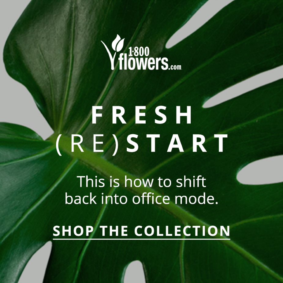 Fresh Restart Collection Plants