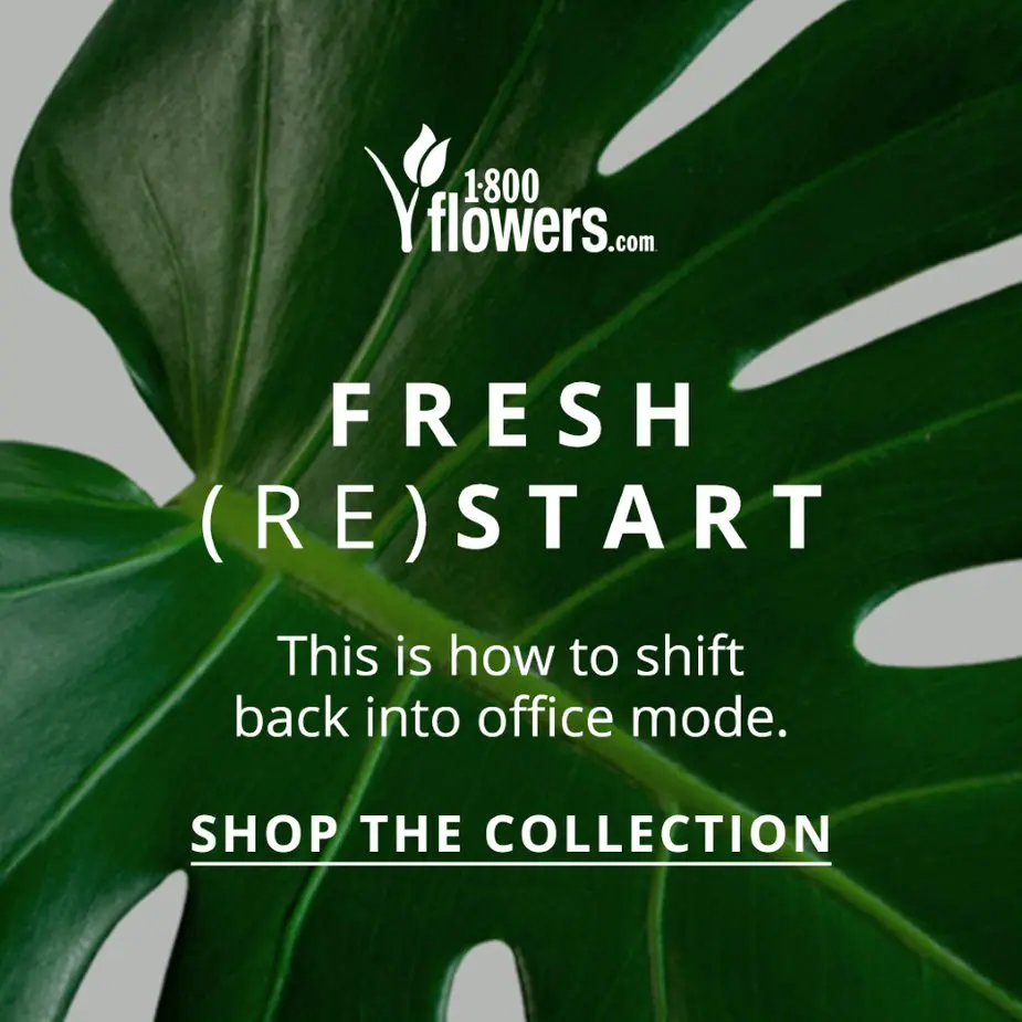 Fresh Restart Collection Plants