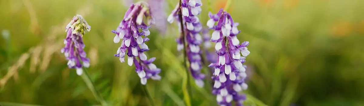 funny flower names with cow vetch