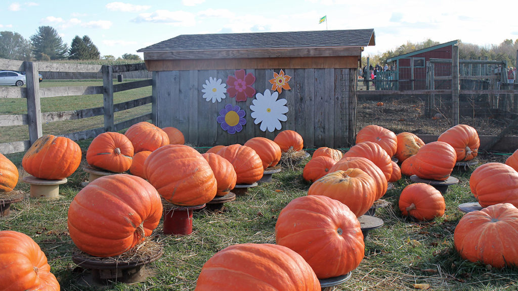 A photo of a pumpkin patch for an autumn day in New England.