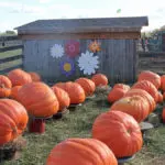 A photo of a pumpkin patch for an autumn day in New England.