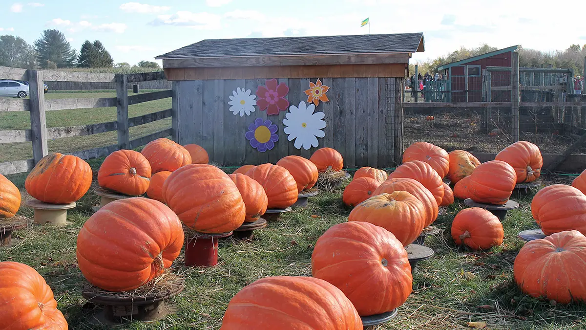 loving fall with pumpkin patch for an autumn day in New England
