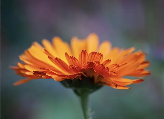 A photo of Calendula, the October birthday flower.