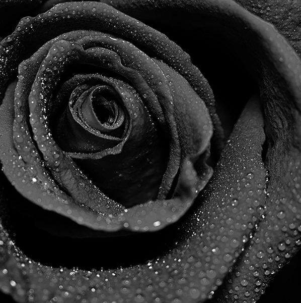 While some believe black roses symbolize the ending of a relationship, others find them unique and representative of passion and lust. Black roses have also been featured in stories as being closely related to black or dark magic.