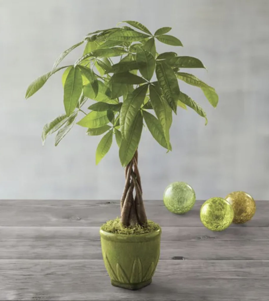 Ideas de regalos para el día del jefe con árbol de dinero