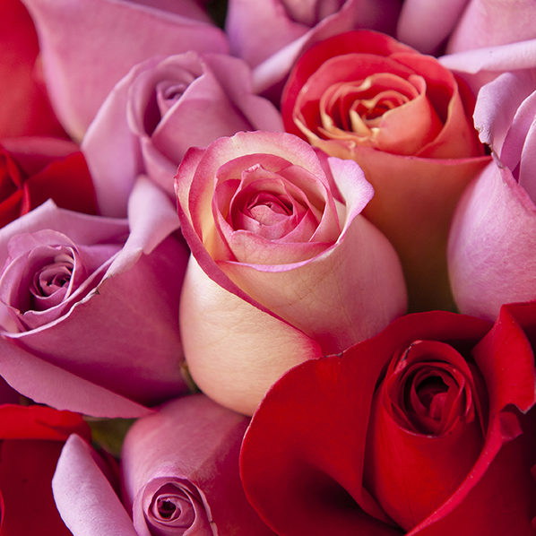  While there’s no denying most of us associate Valentine’s Day with red roses and romantic love, Valentine’s Day is a celebration of all kinds of love.