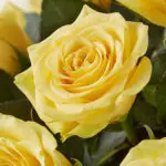 friendship flowers with yellow roses
