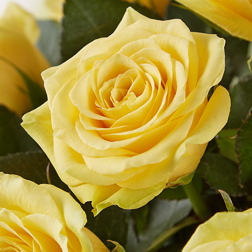 Closeup of a yellow rose.