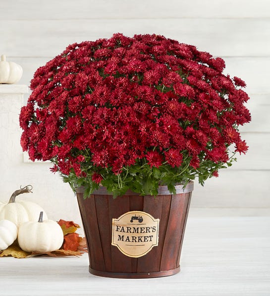 Picture of red mums, the November birthday flower